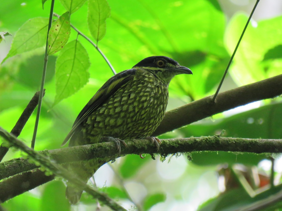 Scaled Fruiteater - ML397084631