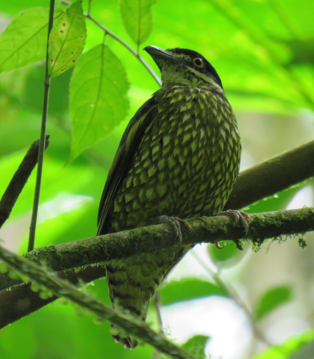 Scaled Fruiteater - ML397084641