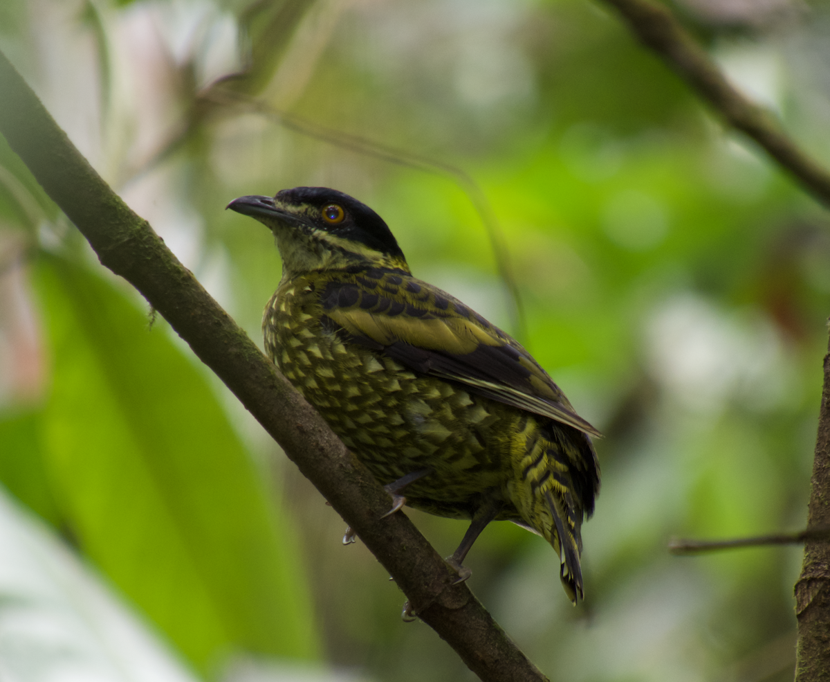 Scaled Fruiteater - ML397084711