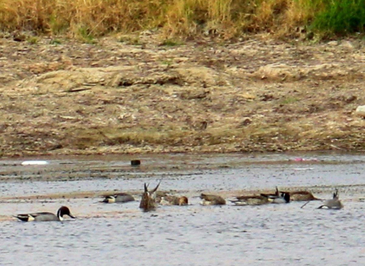 Northern Pintail - Ismael Khalifa