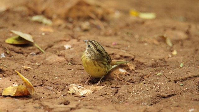 Chestnut Bunting - ML397088651