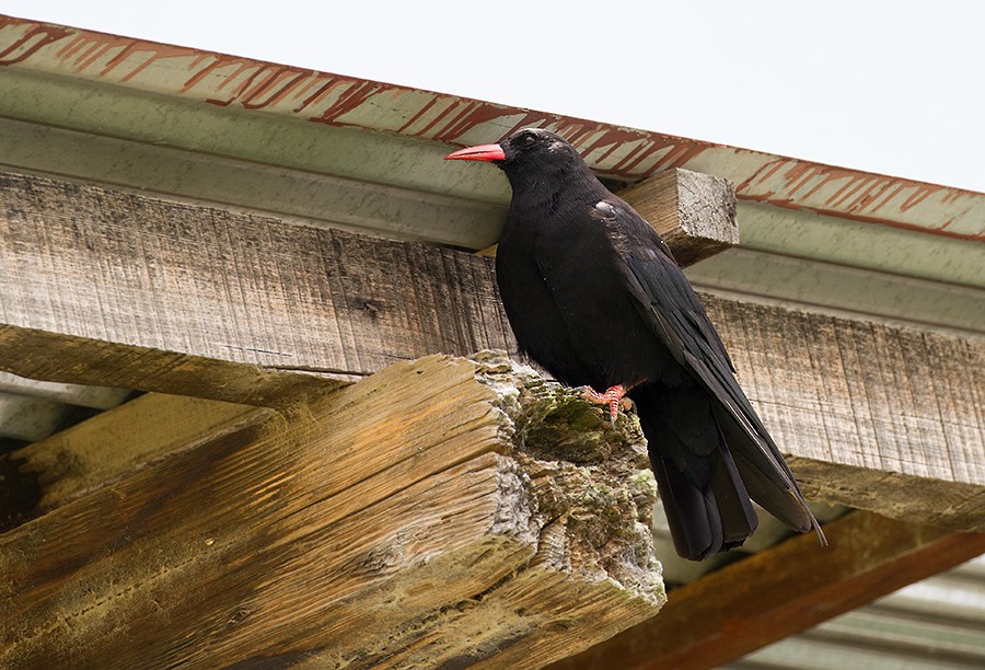 Red-billed Chough - ML397088831