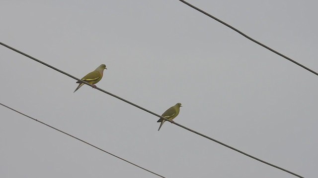 Orange-breasted Green-Pigeon - ML397089211