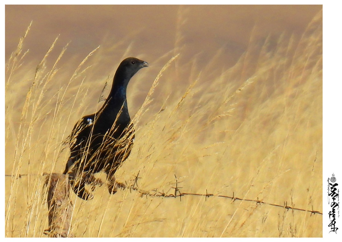 Black Grouse - ML397090151