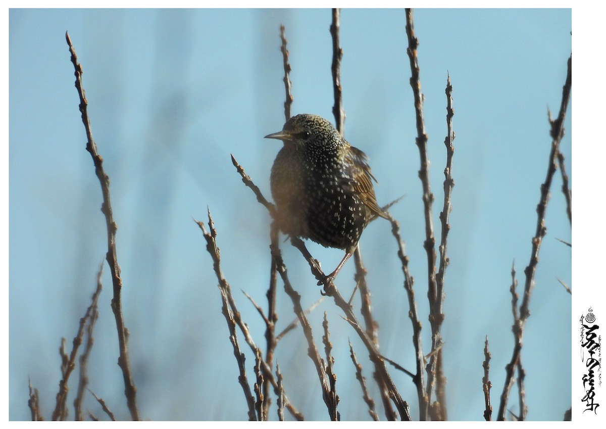 European Starling - ML397090181