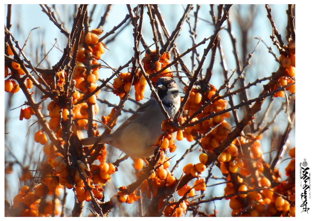 Eurasian Tree Sparrow - ML397090191