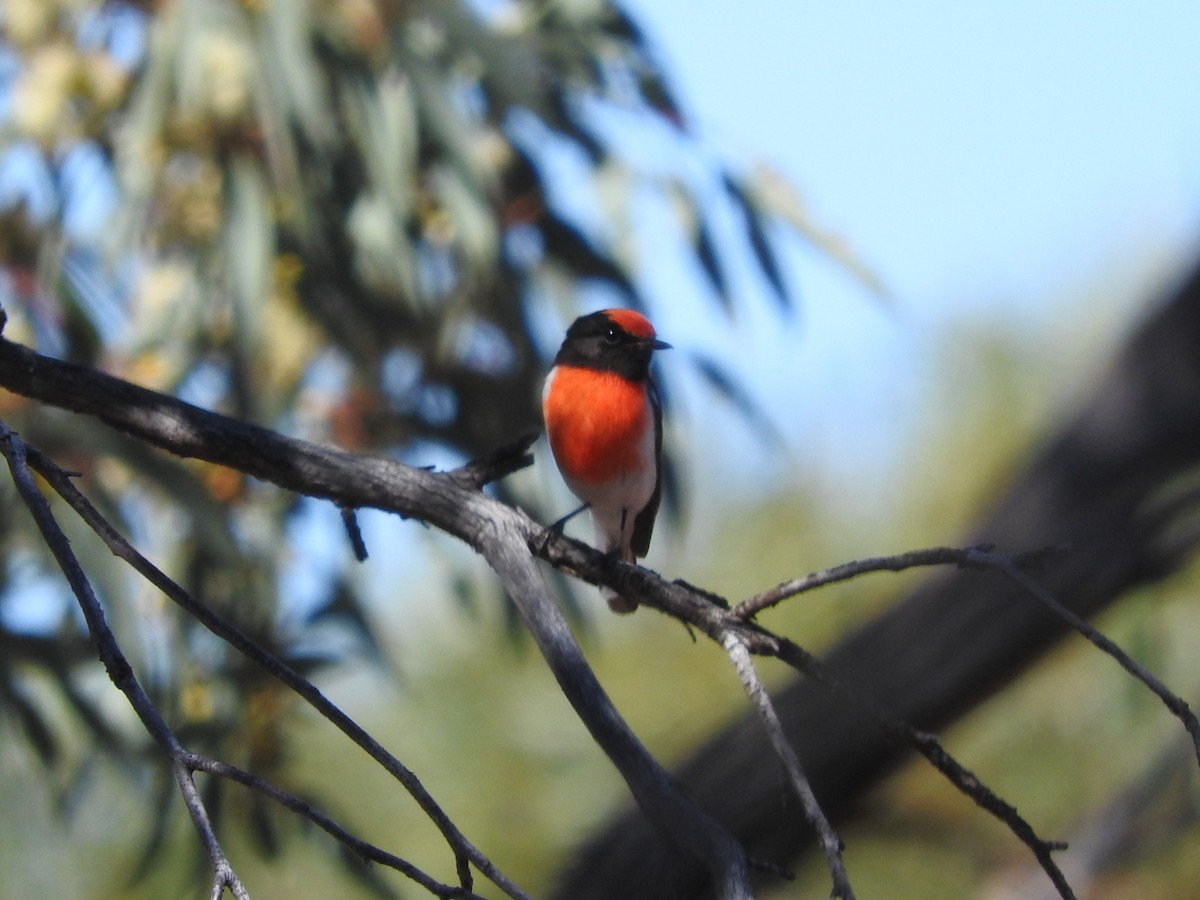 Red-capped Robin - ML397090241