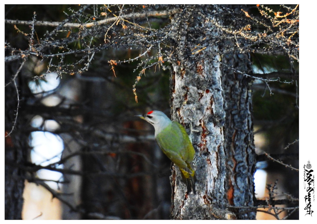 Gray-headed Woodpecker - ML397090271