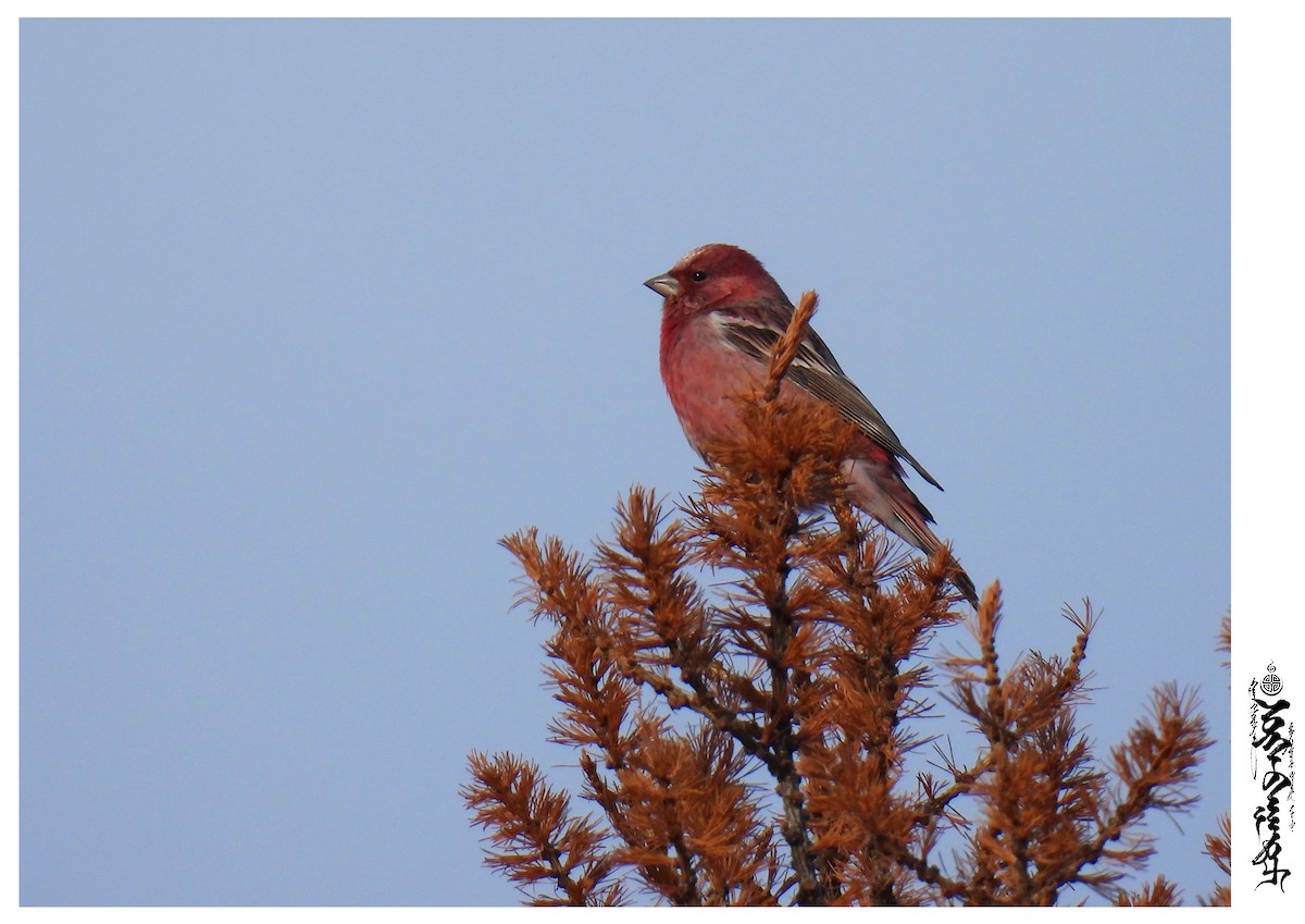 Pallas's Rosefinch - ML397090311