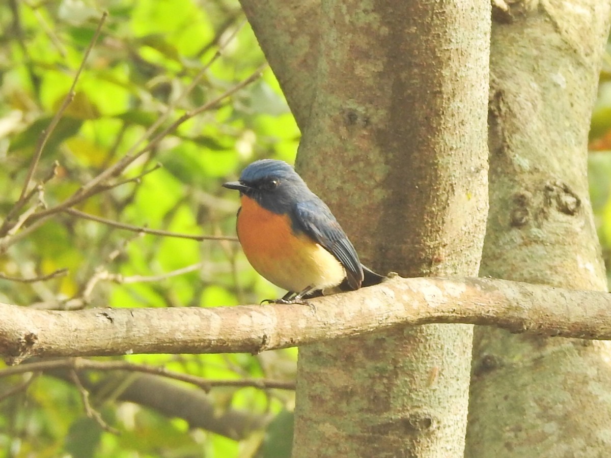 Tickell's Blue Flycatcher - ML397091581