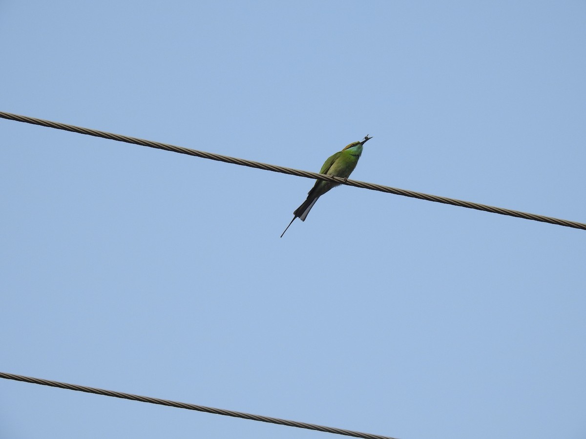Asian Green Bee-eater - ML397091611