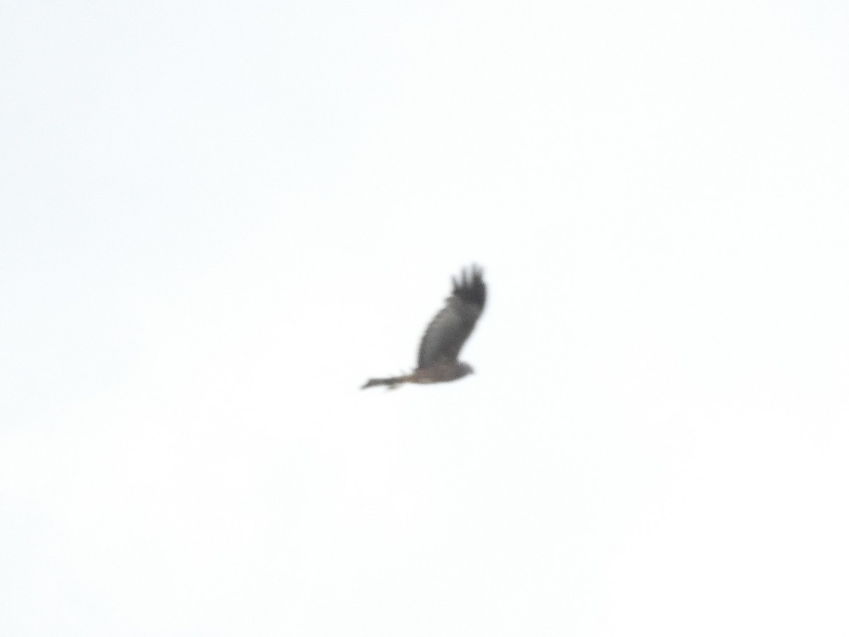 Spotted Harrier - Archer Callaway