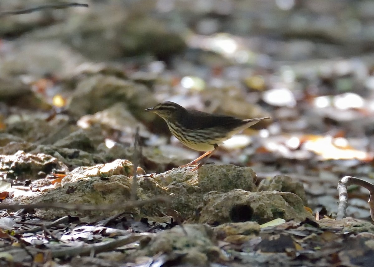 Northern Waterthrush - ML397092791