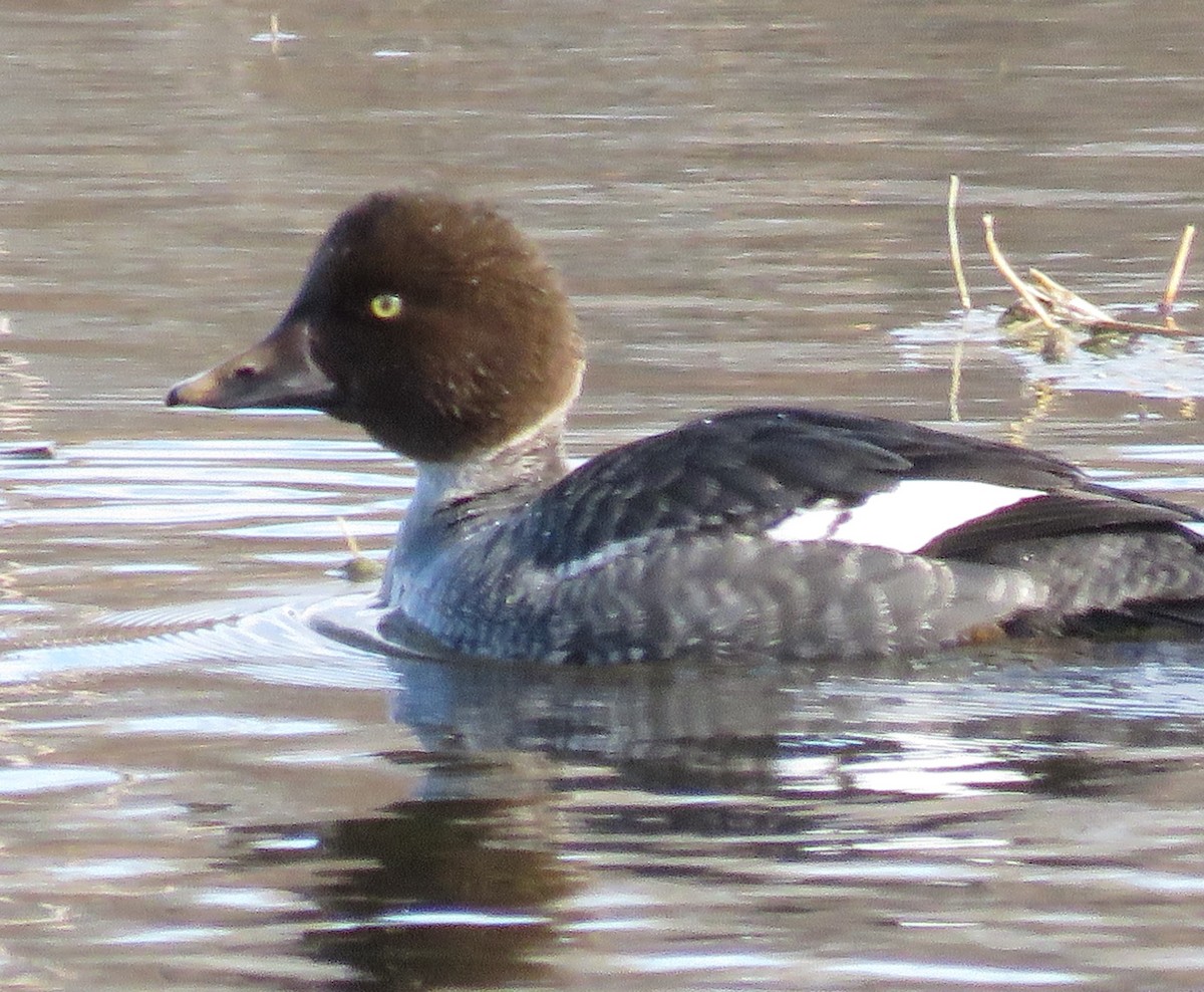 Common Goldeneye - Dave Hawksworth