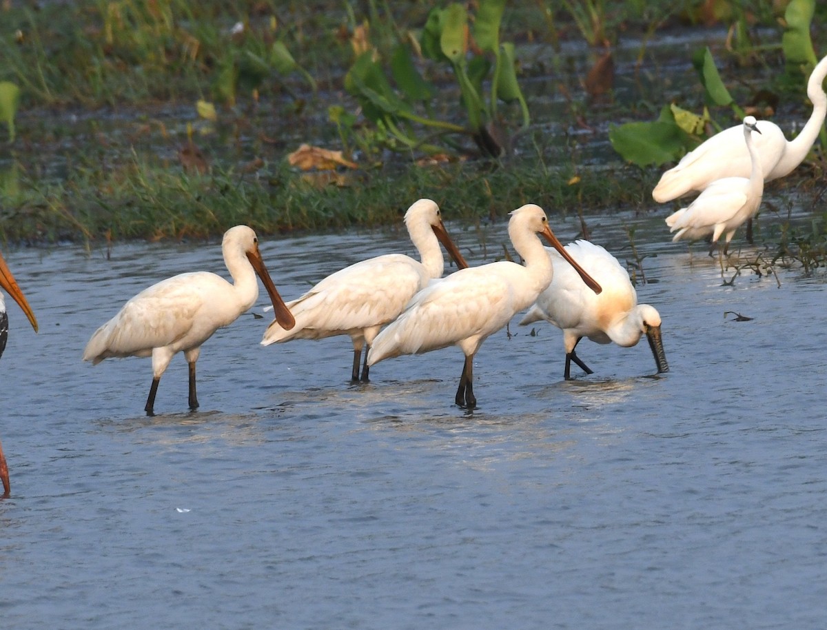 Eurasian Spoonbill - mathew thekkethala