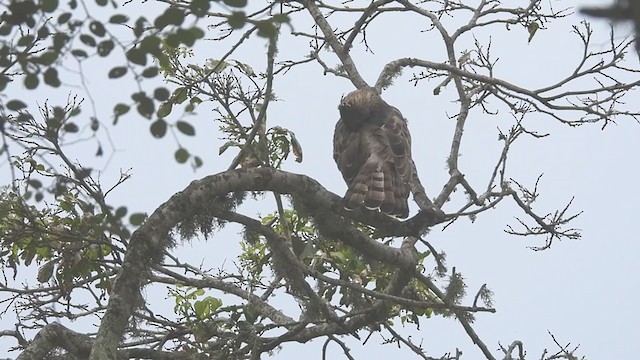 Changeable Hawk-Eagle (Crested) - ML397094351