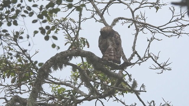 Aigle huppé (cirrhatus/ceylanensis) - ML397094351