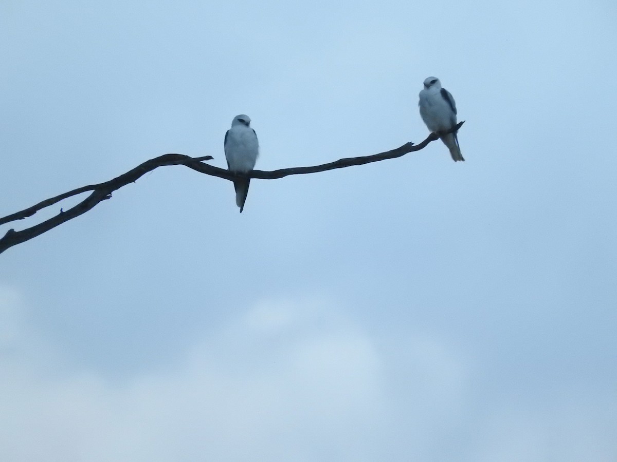 Black-shouldered Kite - Archer Callaway