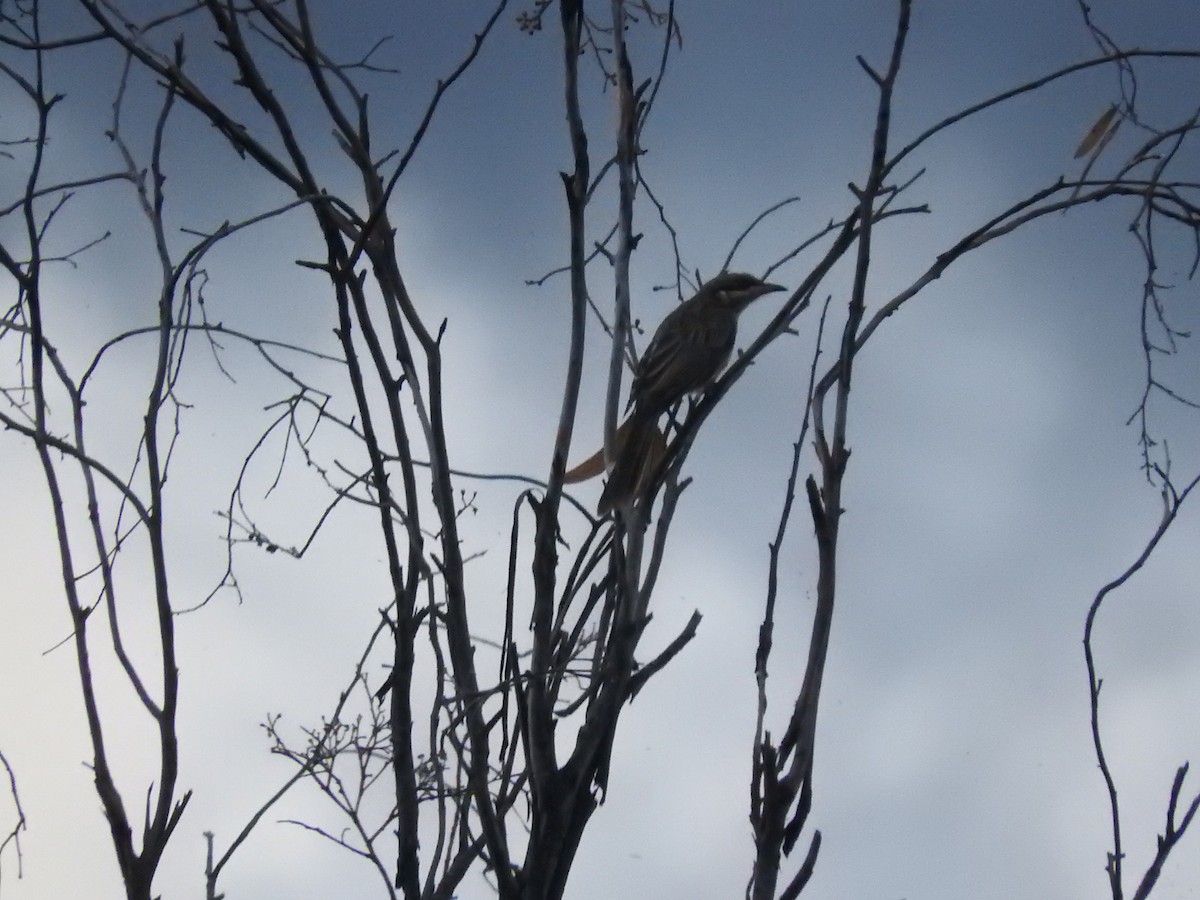 Spiny-cheeked Honeyeater - ML397095571