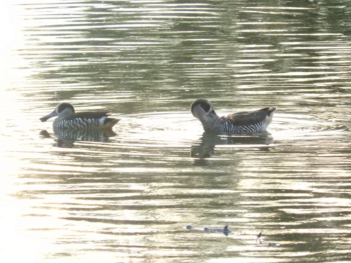 Pink-eared Duck - ML397095781