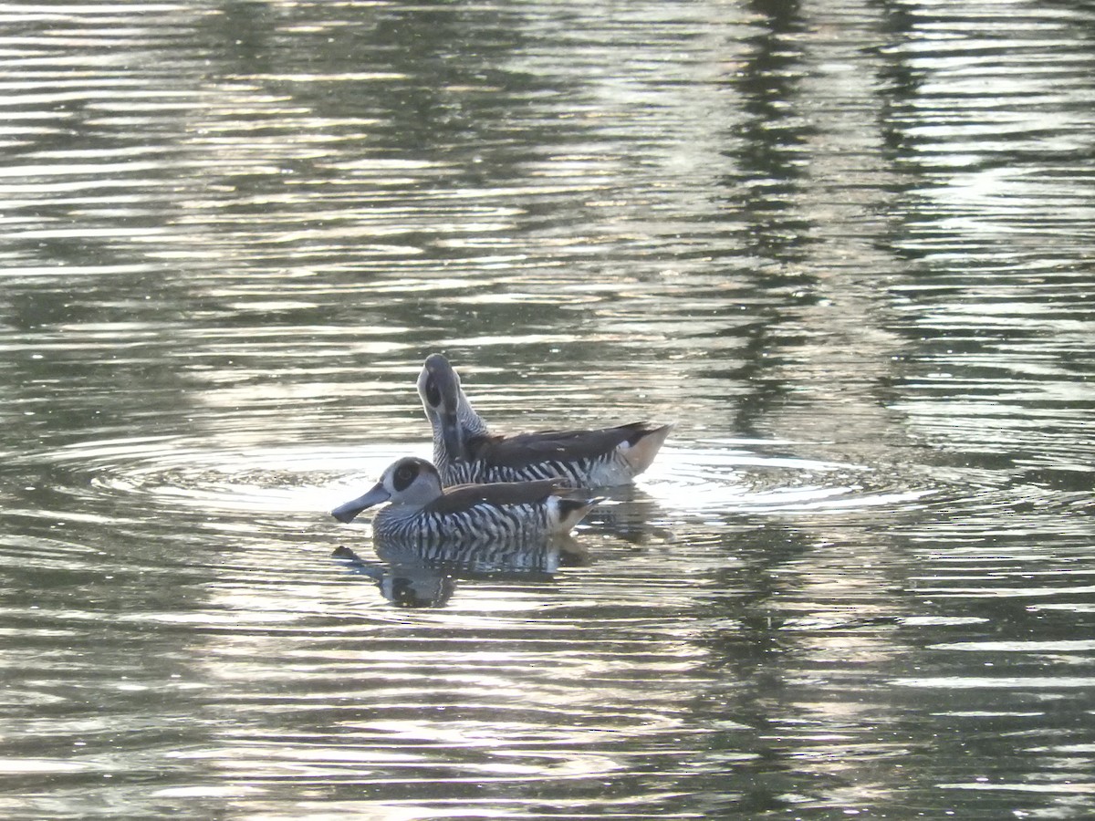 Pink-eared Duck - ML397095791