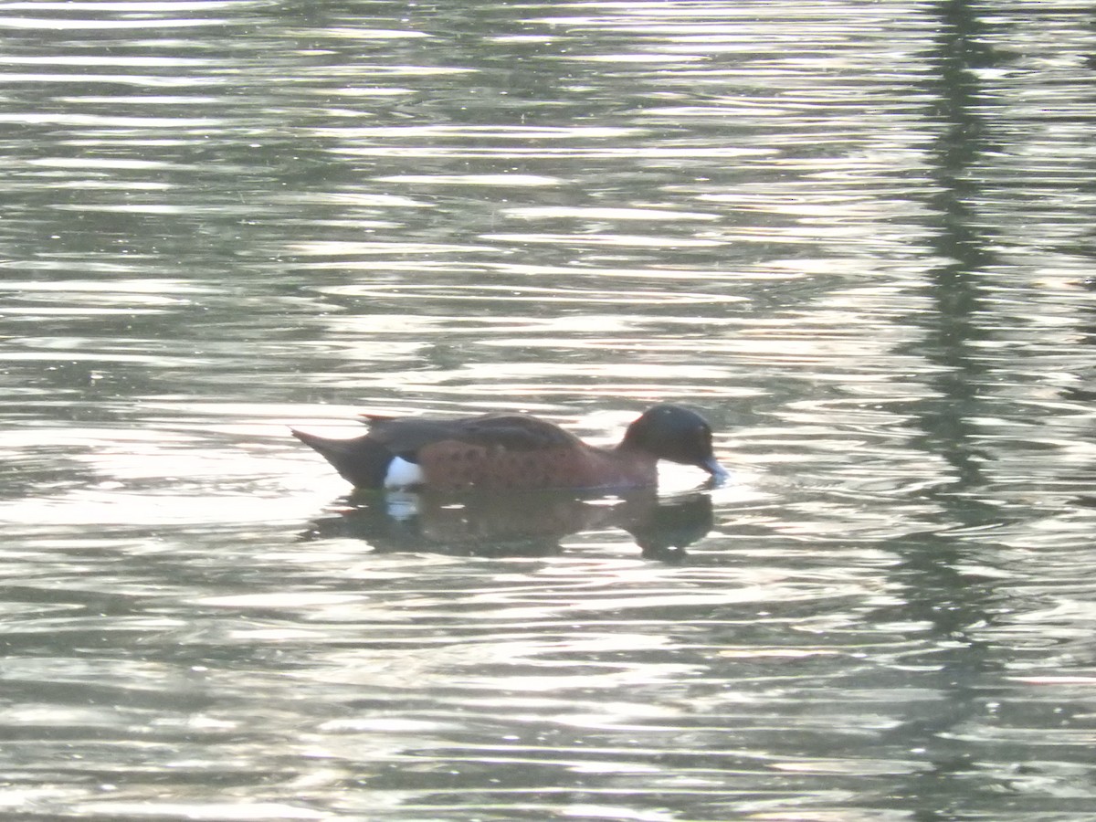 Chestnut Teal - Archer Callaway