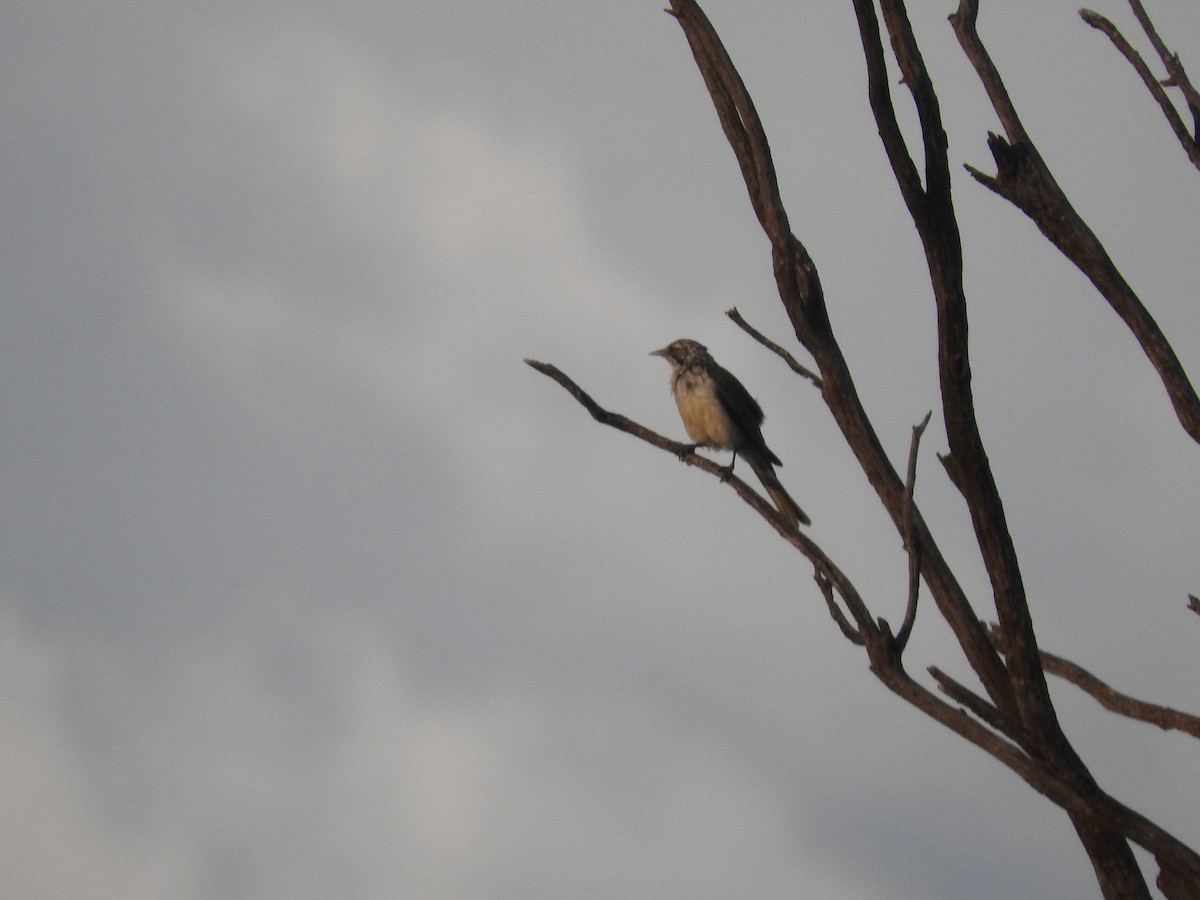 Striped Honeyeater - ML397095881