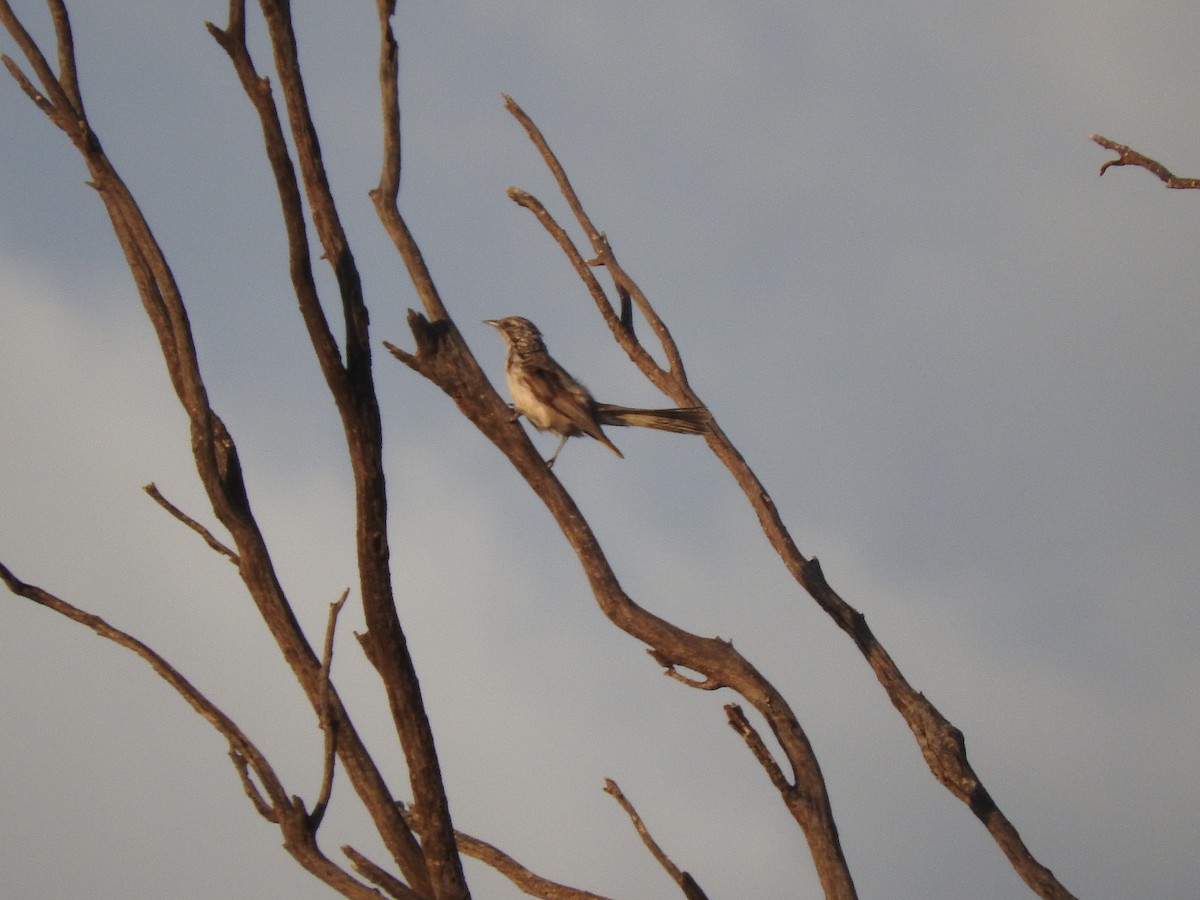 Striped Honeyeater - ML397095891