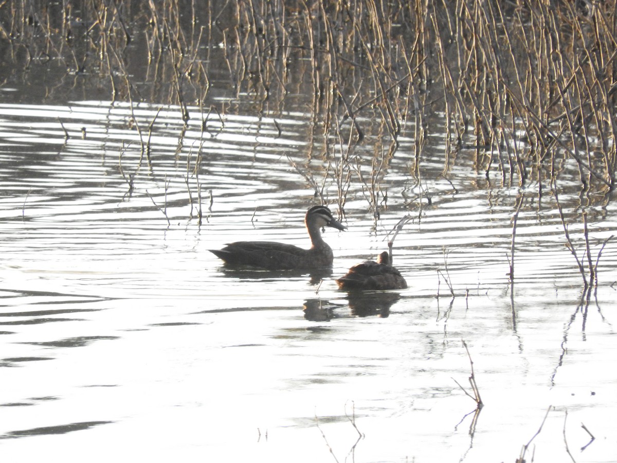 Pacific Black Duck - ML397095931