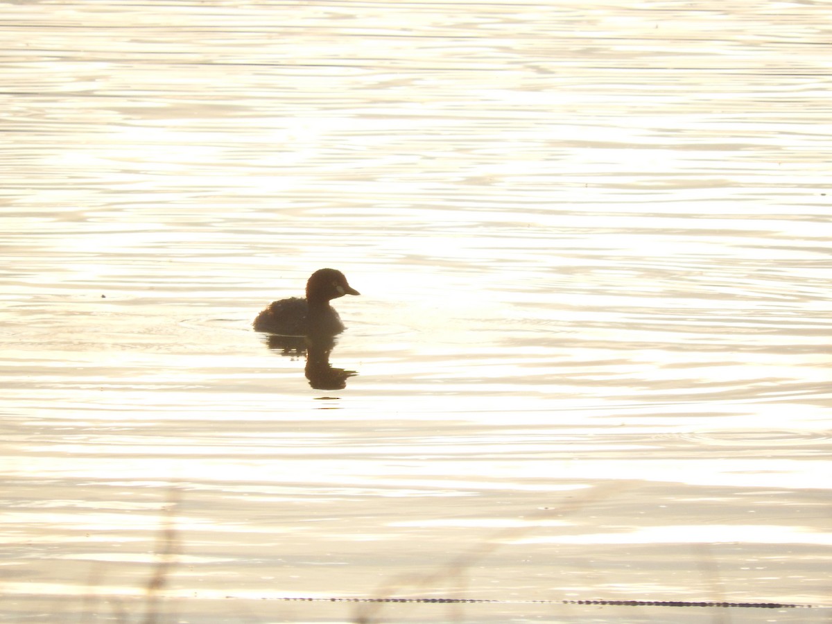 Australasian Grebe - ML397095941