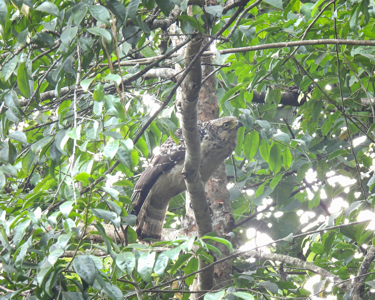 Crested Serpent-Eagle - ML397095961