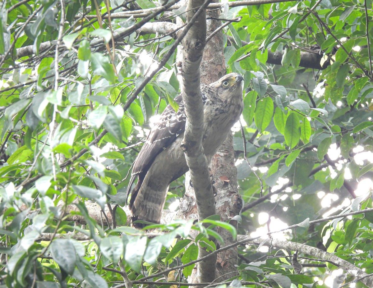 Crested Serpent-Eagle - ML397096011