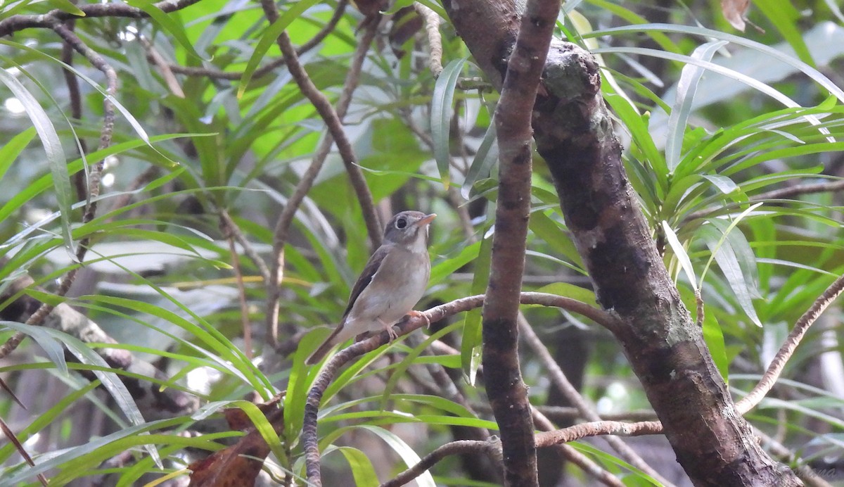 Brown-breasted Flycatcher - ML397096301