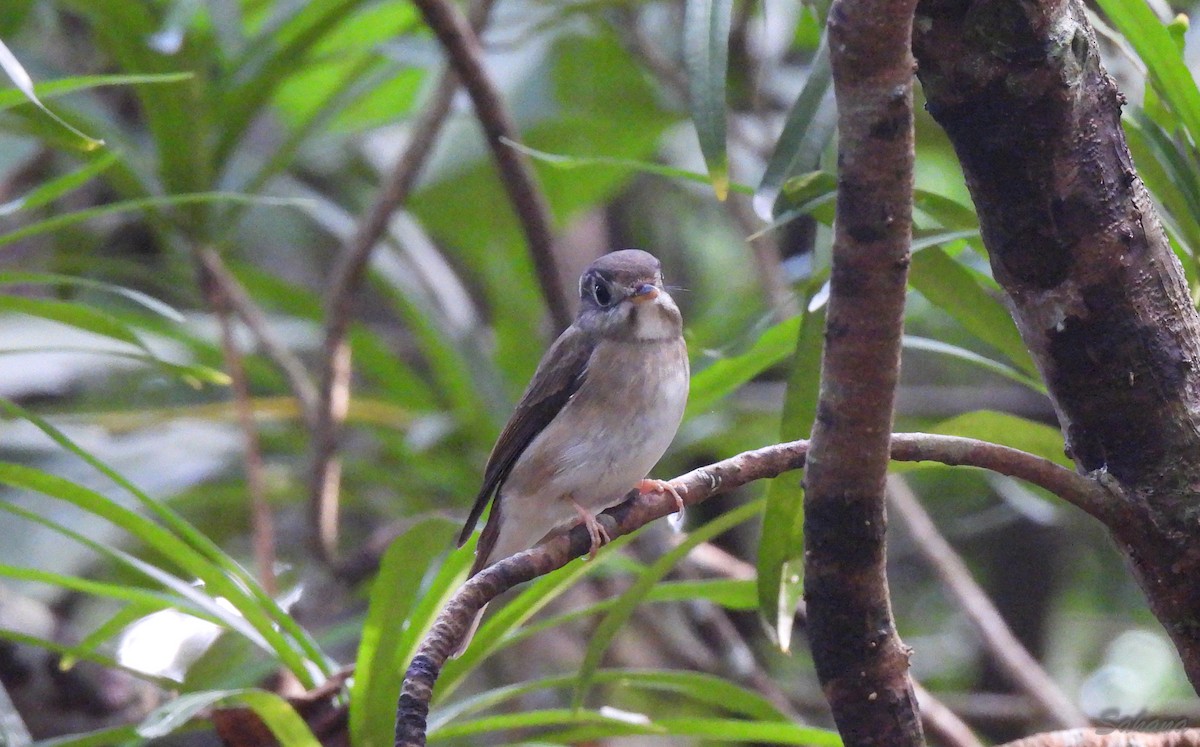 Brown-breasted Flycatcher - Sahana M