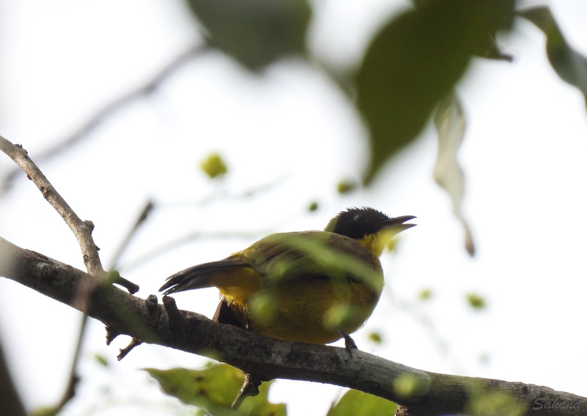 Black-capped Bulbul - ML397096871