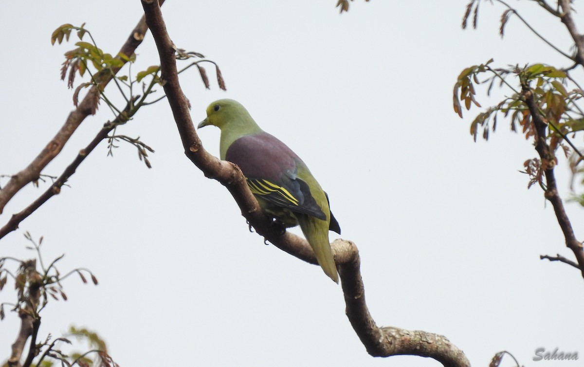 Sri Lanka Green-Pigeon - ML397096881