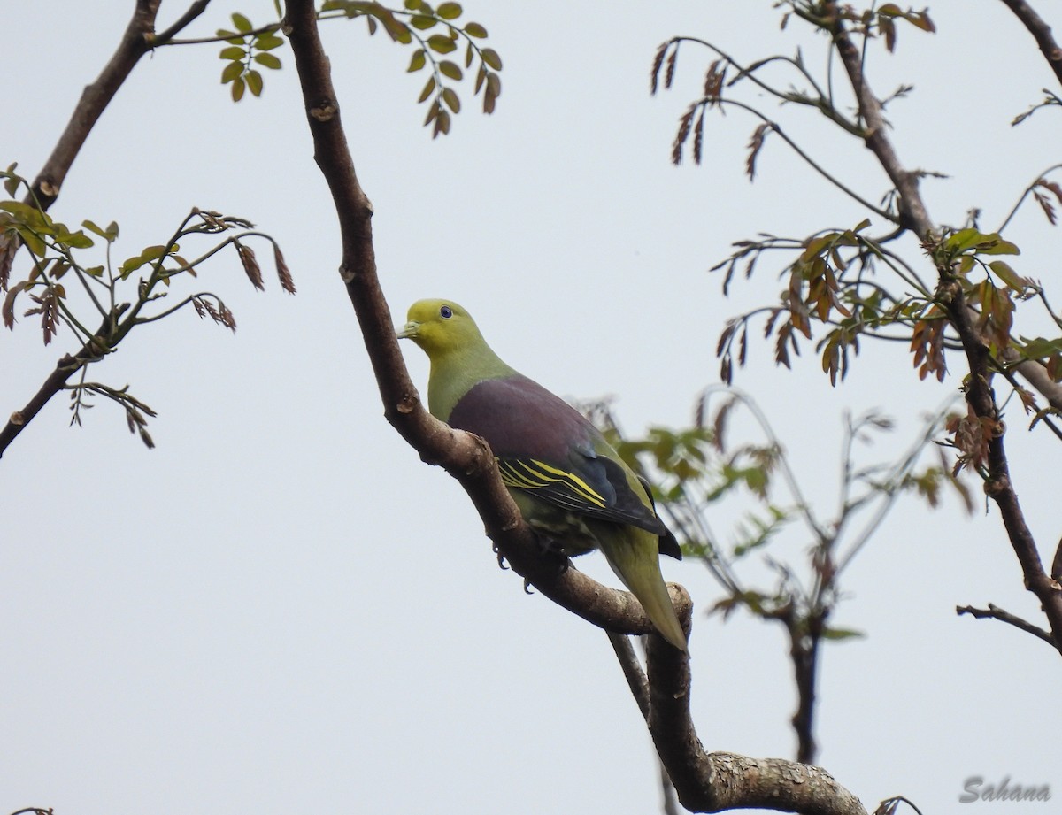 Sri Lanka Green-Pigeon - ML397096891