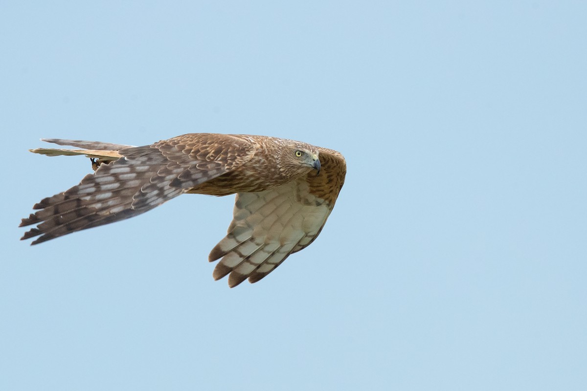 Swamp Harrier - Chris Murray