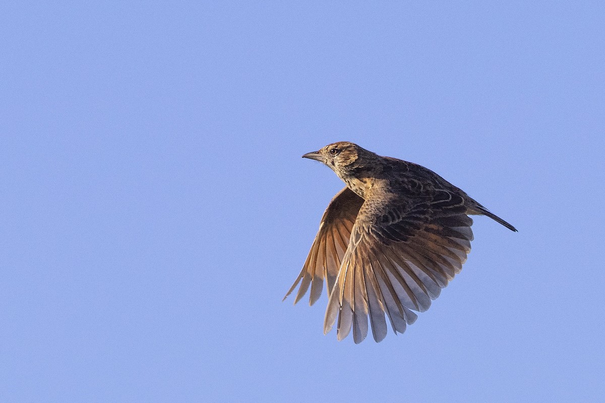 Eastern Clapper Lark - ML397097411