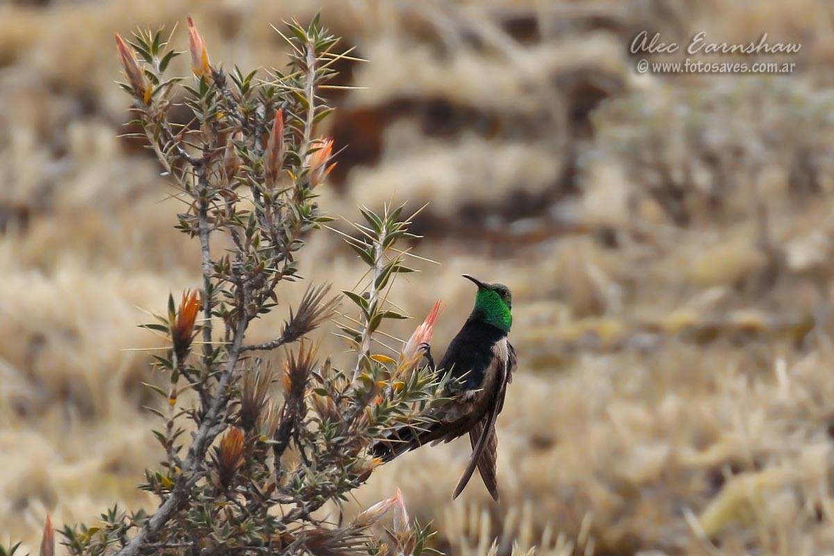 Black-breasted Hillstar - ML39710001