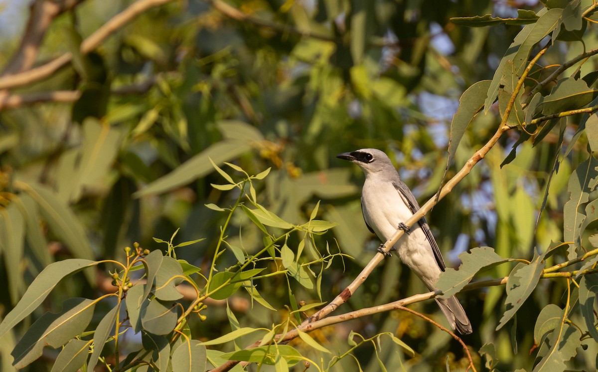 White-bellied Cuckooshrike - ML397100621