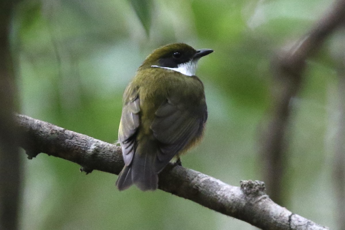 Yellow-crowned Manakin - Lisa Carol Wolf