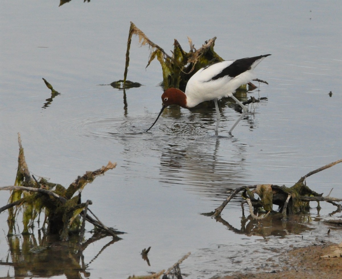 Red-necked Avocet - ML397102681