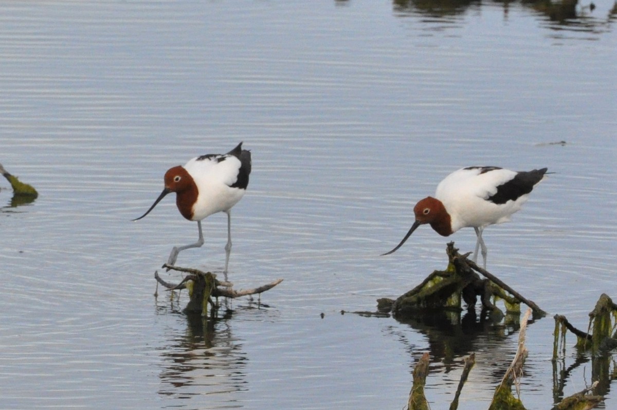 Red-necked Avocet - ML397102721