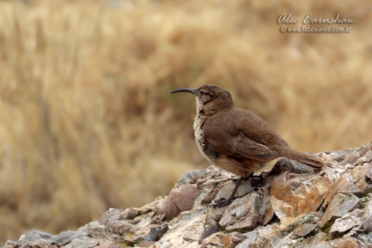 Bandurrita Ocrácea - ML39710361