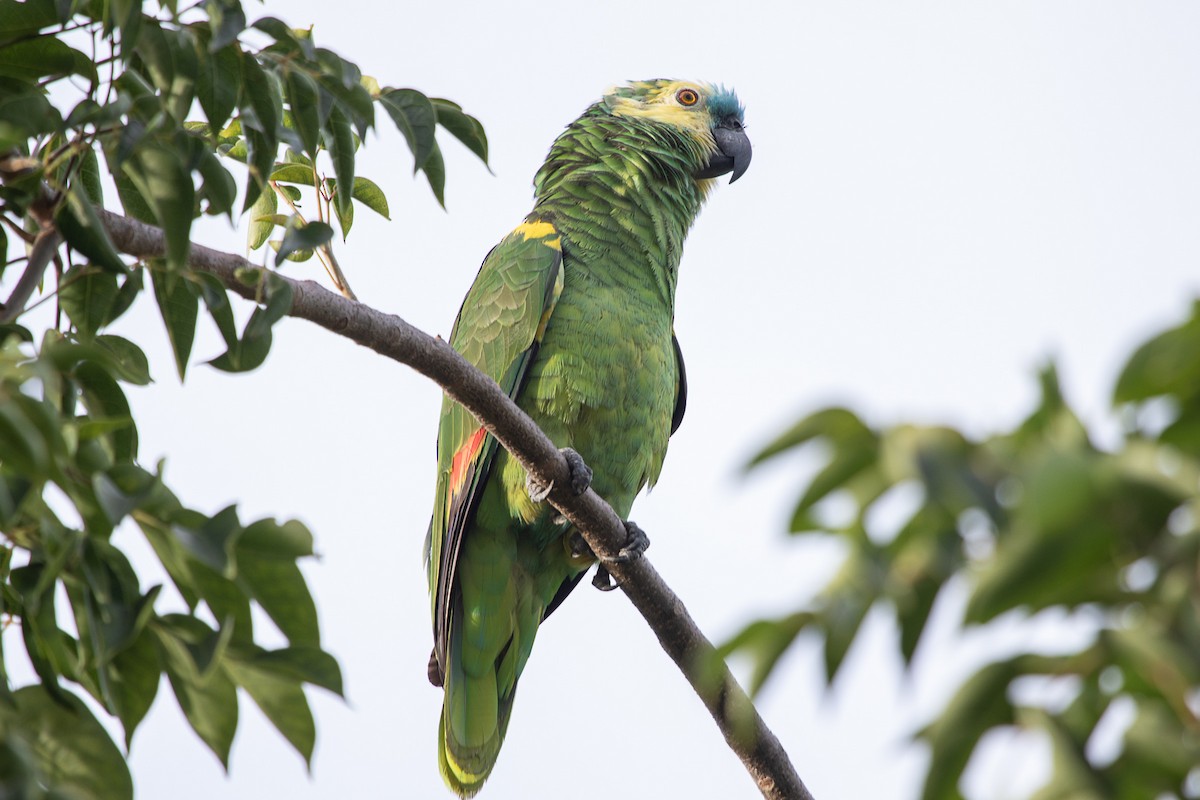 Turquoise-fronted Amazon - ML397106511