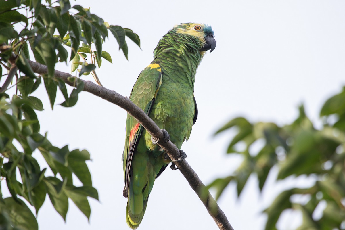 Turquoise-fronted Parrot - ML397106511