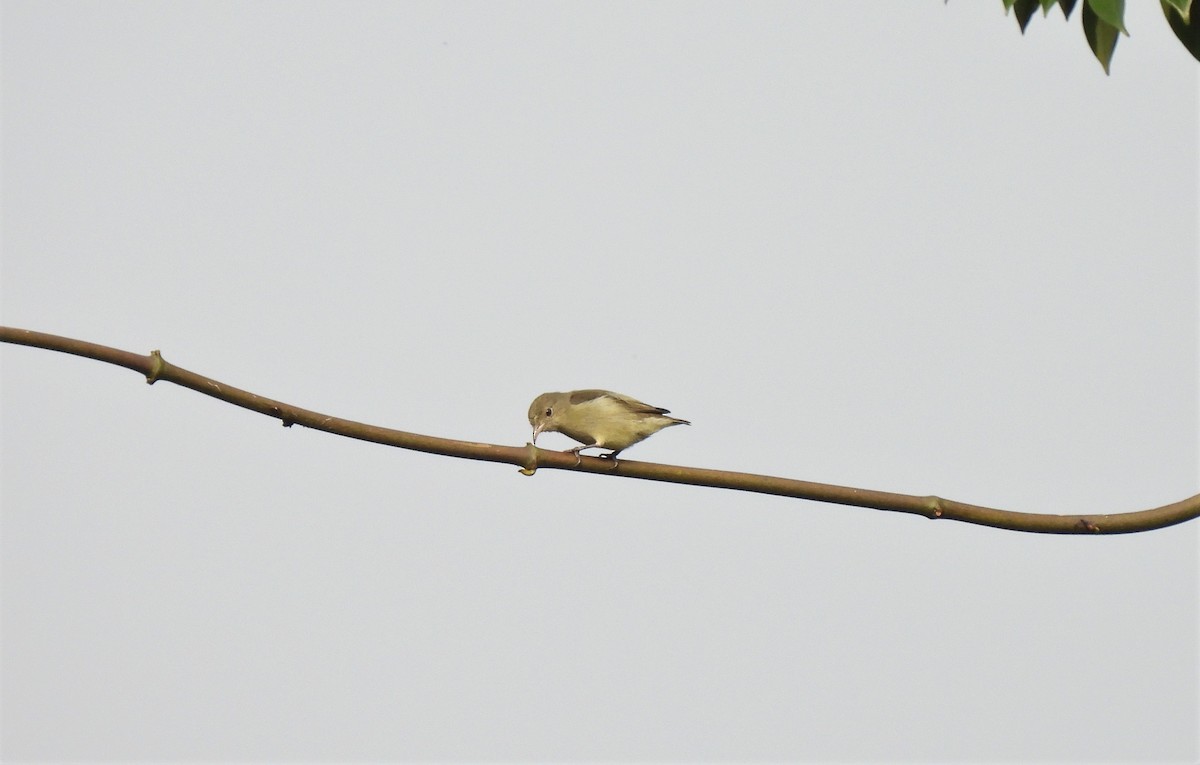 Pale-billed Flowerpecker - ML397107001