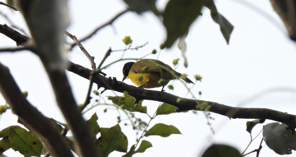 Black-capped Bulbul - ML397107091