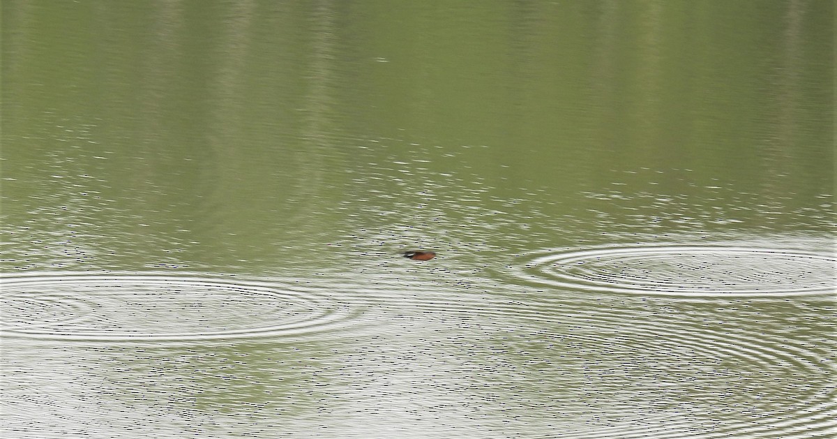 Sri Lanka Swallow - ML397107431